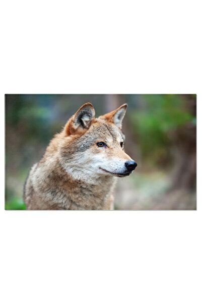 StoryGift Romania Tablou Canvas: In Cautarea Vanatului - Privire De Lup