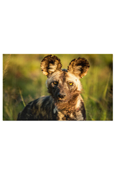 StoryGift Romania Tablou Canvas - Cainele Salbatic African - Pazitorul Savanei