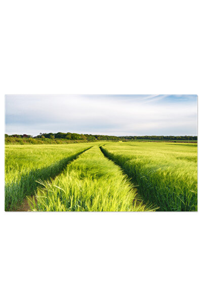 StoryGift Romania Tablou Canvas Camp De Orz In Cornwall, Marea Britanie Angli...