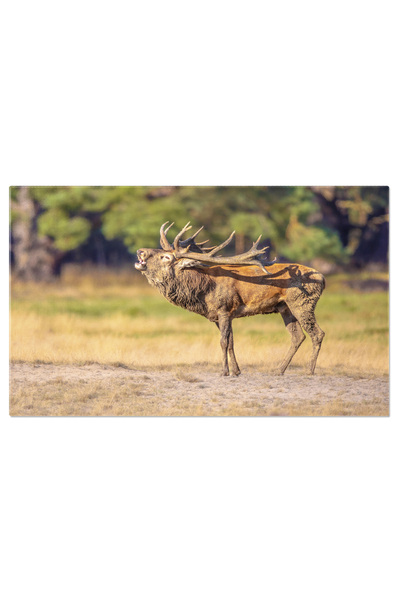 StoryGift Romania Tablou Canvas Cerb In Heathland - Natura Si Culoare Intr-un...