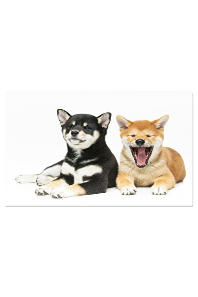 StoryGift Romania Tablou Canvas - Shiba Inu Adorabil: Portretul Unui Catelus Japonez