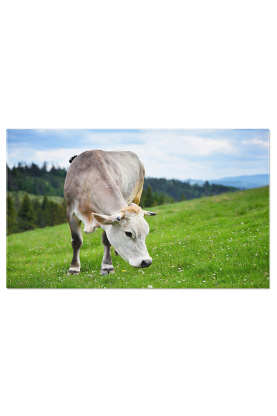 StoryGift Romania Tablou Canvas - Viata De Ferma, Vaci Pascand In Peisaj Idilic