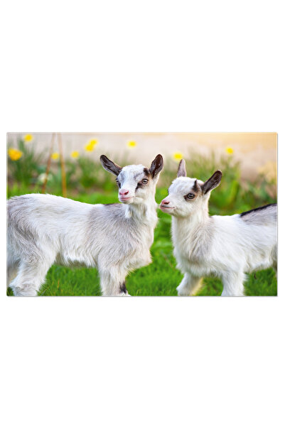 StoryGift Romania Tablou Canvas Cu Pui De Capra In Gradina - Micute Fiinte Cu...