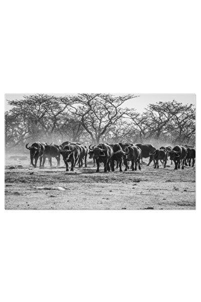 StoryGift Romania Tablou Canvas Bivoli Africani In Savana O Privire Salbatica...