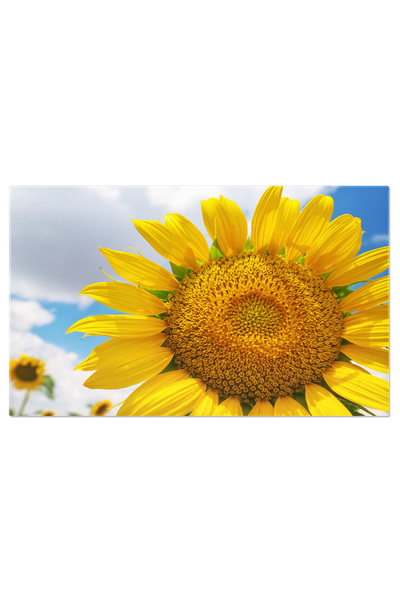 StoryGift Romania Tablou Canvas Floarea Soarelui Pe Fundal De Cer, Floare, Ga...