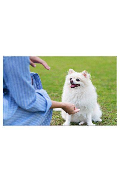 StoryGift Romania Tablou Canvas Caine Pomeranian Asteptand Comanda Pomeranian, Iarba Verde, Zambet, Fericit, Dres