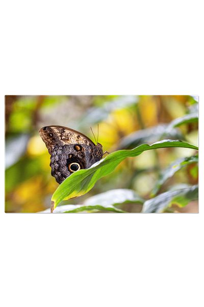 StoryGift Romania Tablou Canvas - Fauna Si Flora Exotica: Flamingo Si Flora In Armonie