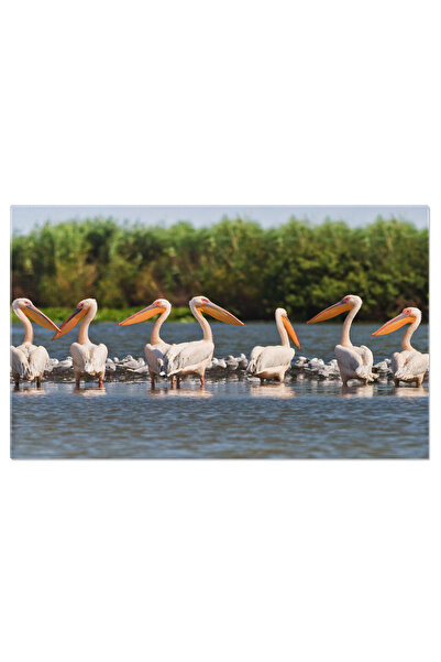 StoryGift Romania Tablou Canvas - Peisaj La Delta Dunarii: Pelecani Si Nisipuri Aurii, In Inima Naturii Salbatice