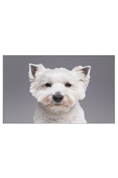 StoryGift Romania Tablou Canvas Cu West Highland Terrier - Rasa Pura Cu Blana...