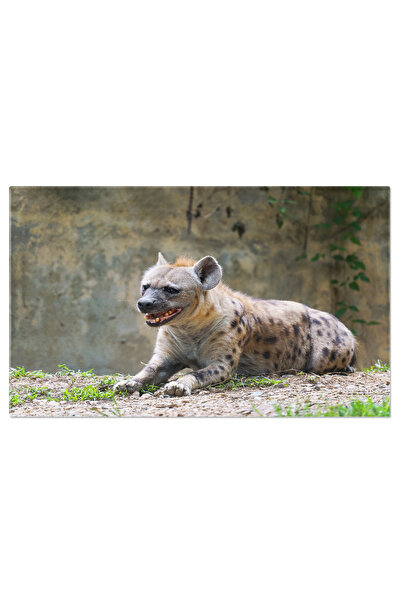 StoryGift Romania Tablou Canvas Hiena Patata La Gradina Zoologica, Portret Al...