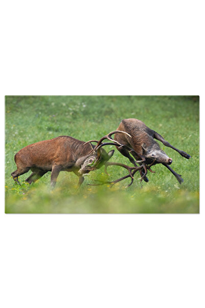 StoryGift Romania Tablou Canvas - Lupta Cerbilor In Peisajul De Toamna: Duel ...