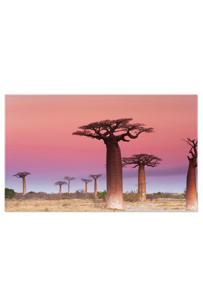 StoryGift Romania Tablou Canvas: Copacii Baobabs Din Madagascar La Apus De Soare