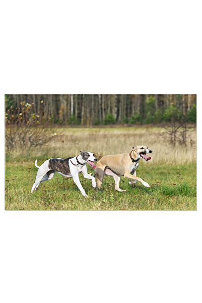 StoryGift Romania Tablou Canvas Caini Alergand Caine, Alergare, Cursa, Antren...