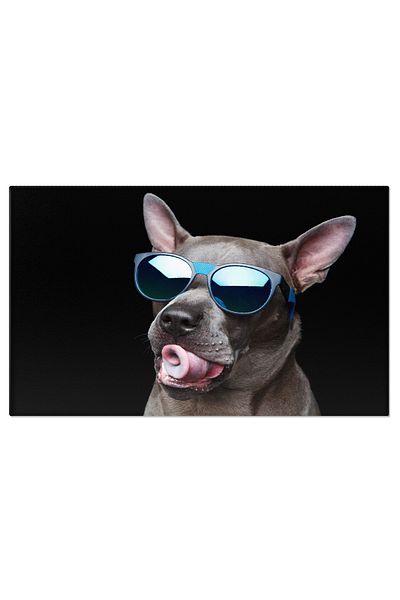 StoryGift Romania Tablou Canvas - Thai Ridgeback: Pui Juvenil Intr-un Spatiu Alb Si Curat
