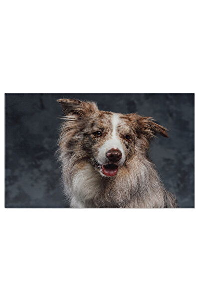 StoryGift Romania Tablou Canvas: Border Collie Curios In Fundal Intunecat