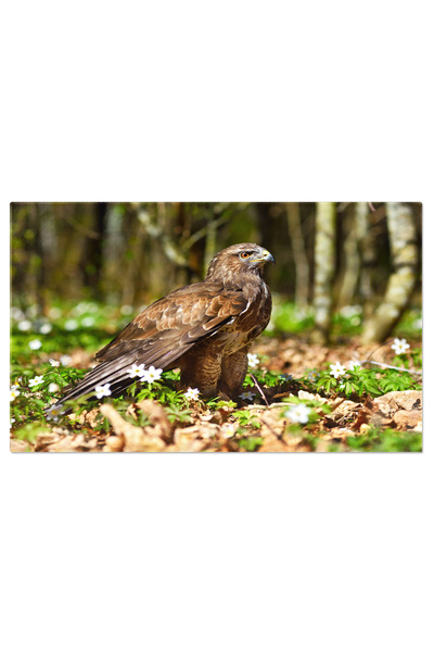 StoryGift Romania Tablou Canvas Privire Patrunzatoare A Vulturului Rosu, Natura, Vultur, Pasare, Privire, Vanatoa