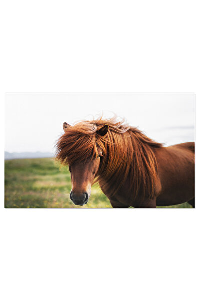 StoryGift Romania Tablou Canvas - Cal Maro: Islandez, Ferma, Natura, Europe, ...