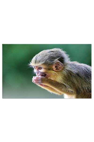 StoryGift Romania Tablou Canvas Talapoinul Din Gabon (MIOPITHECUS OGOUENSIS),...