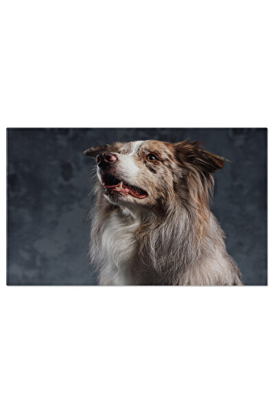 StoryGift Romania Tablou Canvas: Border Collie Jucaus In Fundal Intunecat