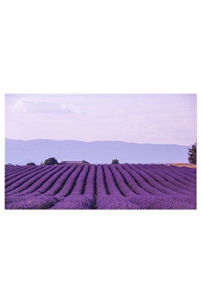 StoryGift Romania Tablou Canvas Cu Peisaj Provence - Lavanda In Plina Inflorire