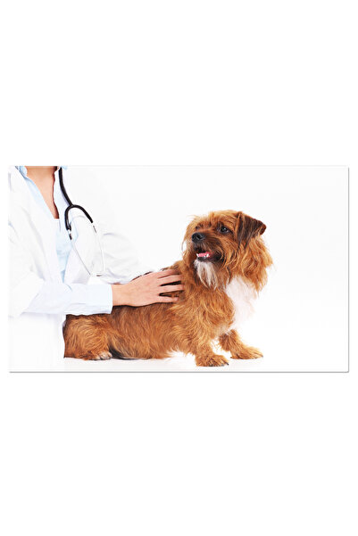 StoryGift Romania Tablou Canvas: Ingrijirea Animalelor - Doctorul Veterinar