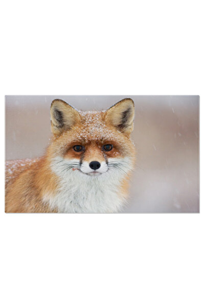 StoryGift Romania Tablou Canvas: Vulpes Vulpes - Privire Iarna In Iarba