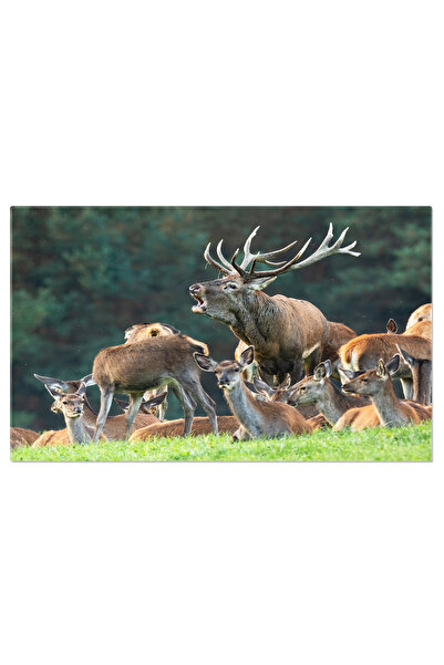 StoryGift Romania Tablou Canvas: Cerb In Rivalitate - Rut De Toamna Si Compet...