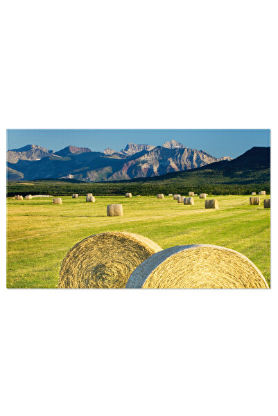 StoryGift Romania Tablou Canvas: Campie In Alberta, Canada - Agricultura, Pei...