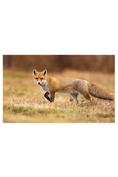 StoryGift Romania Tablou Canvas: Vulpe In Miscare - Explorand Peisajul Toamnei