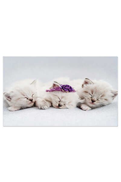 StoryGift Romania Tablou Canvas - Ragdoll Portret: Pui Jucaus Si Pufos Cu Flori