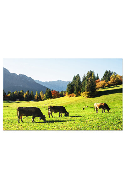 StoryGift Romania Tablou Canvas Cu Vaci In Dolomiti - Peisaj Alpin In Lumina Soarelui