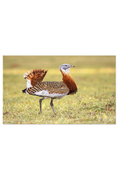 StoryGift Romania Tablou Canvas Cu Marele Bustard, Oportun Observarii Naturii...