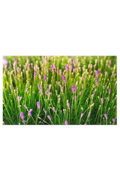 StoryGift Romania Tablou Canvas Lavanda Si Iarba Verde In Apus, Lavanda, Flor...