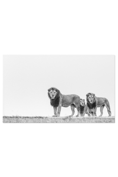 StoryGift Romania Tablou Canvas: Familie De Lei In Natura, Fotografie Alb Si ...