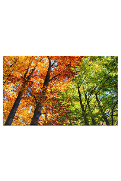 StoryGift Romania Tablou Canvas Raze De Soare Prin Padure, Toamna, Peisaj, Na...