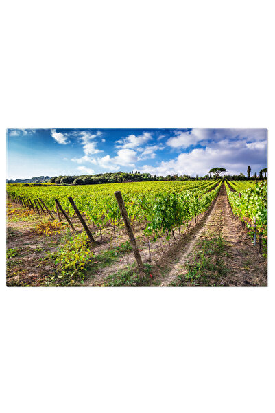 StoryGift Romania Tablou Canvas: Livezi Cu Vita De Vie - Livezi, Vita De Vie, Italie, Rosu