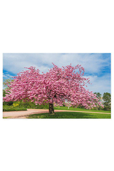 StoryGift Romania Tablou Canvas Sakura Japoneza Cu Flori Roz In Primavara, Na...