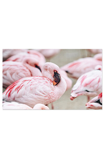 StoryGift Romania Tablou Canvas: Flamingo In Detaliu - Flamingo, Pene, Close-up, Roz