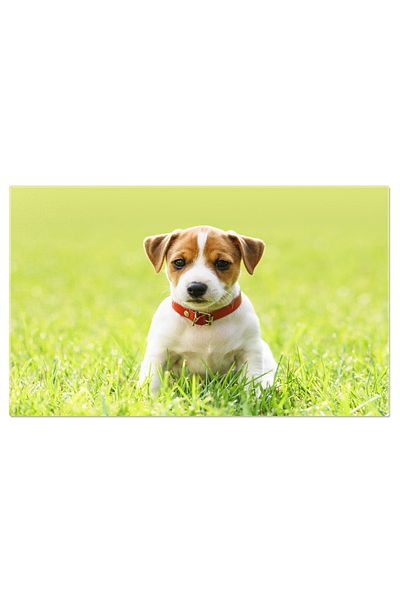 StoryGift Romania Tablou Canvas Caine Alb Mic, Rasa Jack Russel Terrier, Caine, Primavara, Iarba, Alb, Rasa, Anim