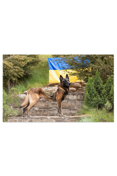 StoryGift Romania Tablou Canvas: Prietenul Canin In Slujba Militara - Caine, ...