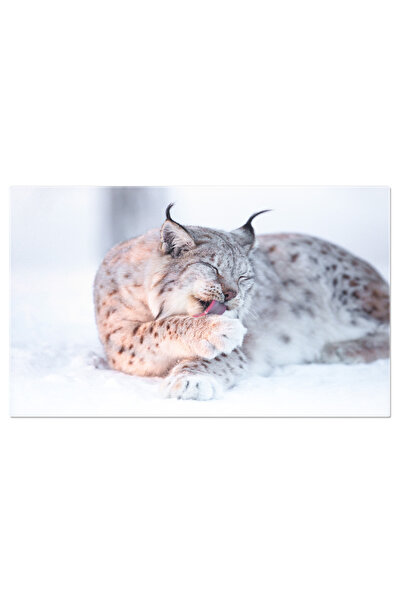 StoryGift Romania Tablou Canvas: Mandra Si Punctata - Lupul Eurasian In Norve...