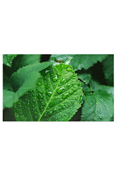 StoryGift Romania Tablou Canvas Picaturi De Apa Pe Frunze Verzi Natura, Ploai...