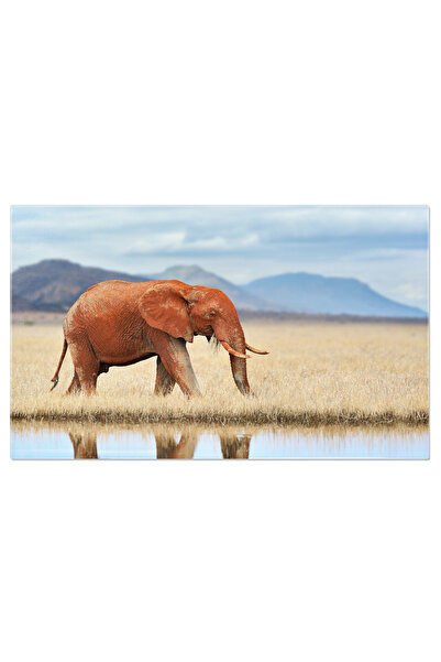 StoryGift Romania Tablou Canvas 40 X 25cm Fauna Africana - Safari In Savannah...