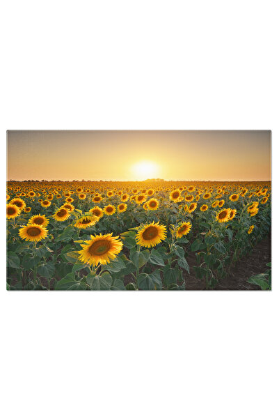 StoryGift Romania Tablou Canvas Camp De Lavanda La Apus, Agricultura, Fundal,...