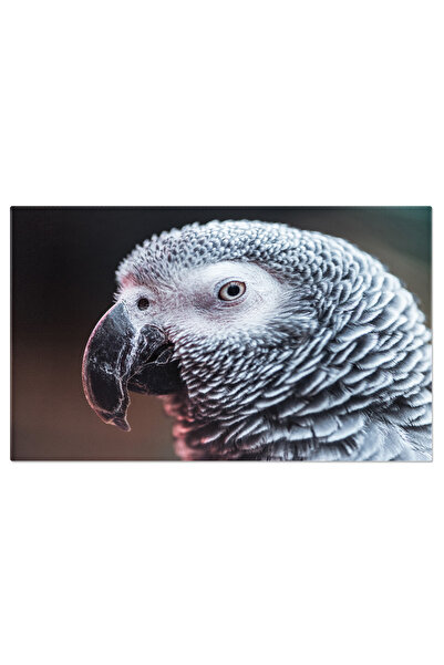 StoryGift Romania Tablou Canvas: Papagal Gri Tropic: Natura In Detaliu - Exot...