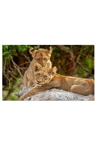 StoryGift Romania Tablou Canvas Cu Simbol Al Fortei - Regele Junglei