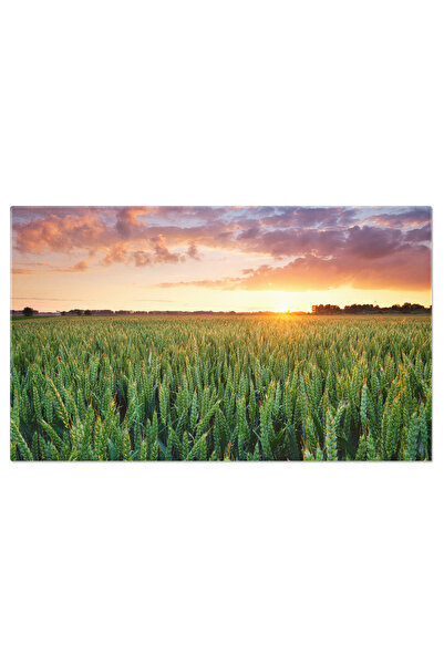 StoryGift Romania Tablou Canvas Camp De Grau La Apus, Agricultura, Camp, Apus...