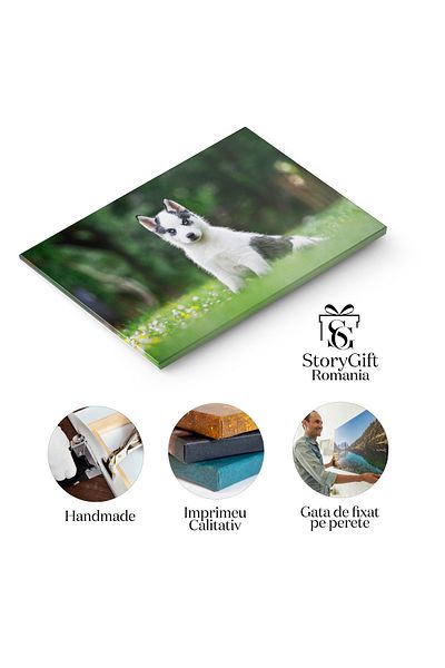 StoryGift Romania Tablou Canvas 90 X 60cm Caine Alb Mic, Rasa Husky Siberian, Animal De Companie, Hus,stg
