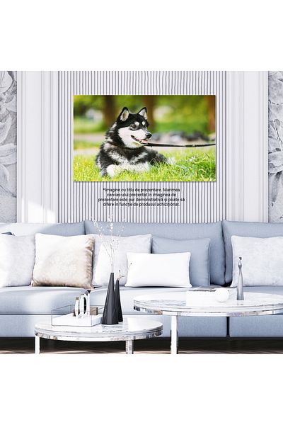 StoryGift Romania Tablou Canvas Husky Relaxat Pe Iarba Verde De Vara, Husky, Caine, Natura, Relaxare 2428