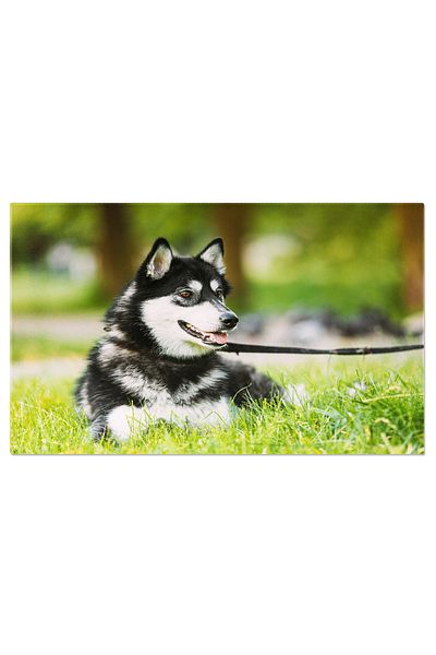 StoryGift Romania Tablou Canvas Husky Relaxat Pe Iarba Verde De Vara, Husky, Caine, Natura, Relaxare 2428